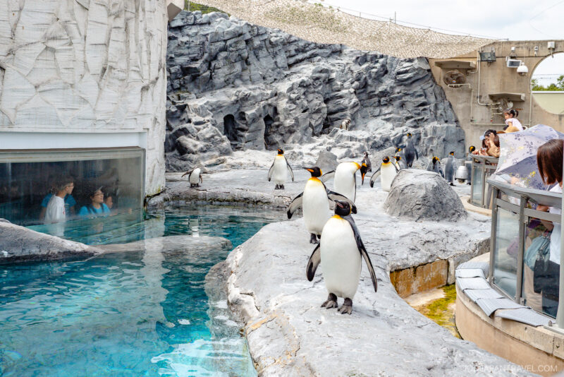 Several king penguins walk and stand on rocky terrain beside a clear blue pool at the Asahiyama Zoo outdoor exhibit. Visitors watch the penguins from behind glass and open railings on a sunny day.