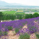 Farm Tomita (ファーム富田) – Hokkaido’s Most Famous Lavender Farm A vibrant lavender field at Farm Tomita slopes downward with clusters of purple flowers, surrounded by green trees. In the distance, farmland stretches toward hazy mountains under a cloudy sky as several people walk along a path.