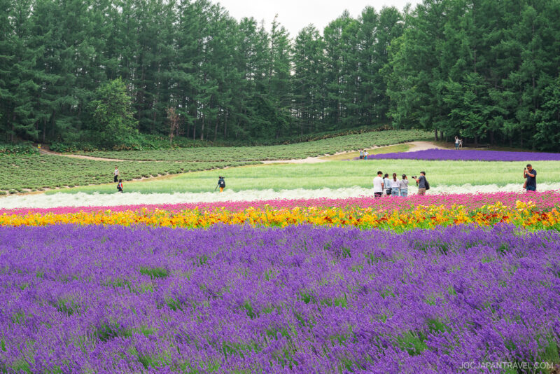 A vibrant flower field at Farm Tomita, with rows of purple, yellow, and white blooms, stretches out before a group of people walking along paths, surrounded by dense green trees in the background.