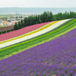 Furano Travel Guide – Flower Fields and Countryside Charm Colorful rows of blooming flowers, including purple, white, yellow, and pink, blanket the hillside at Farm Tomita, with a small town, trees, and distant mountains in the background under a cloudy sky.