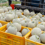 Furano Melon (富良野メロン) – Hokkaido’s Sweet Summer Treat Yellow plastic crates filled with freshly harvested Furano Melon cantaloupes with stems attached, stacked outdoors near a forklift on a farm.