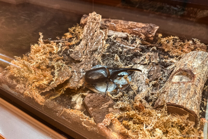Ishikawa Insect Museum – Butterflies, Beetles, and Family Fun • JOC ...