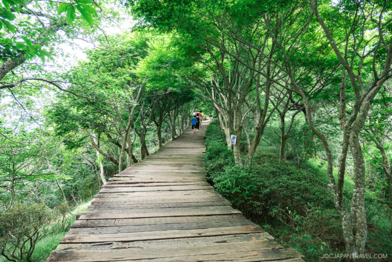 A wooden boardwalk rises through lush green trees in Izunokuni Panorama Park, with people walking ahead under a leafy canopy, creating a peaceful, shady forest pathway.