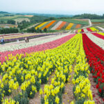 Shikisai no Oka (四季彩の丘) – Biei’s Colorful Flower Hills A hillside flower field at Shikisai no Oka bursts with vibrant rows of red, yellow, pink, and orange blossoms. People stroll along wide paths as scenic green hills and farmland stretch into the background under a cloudy sky.