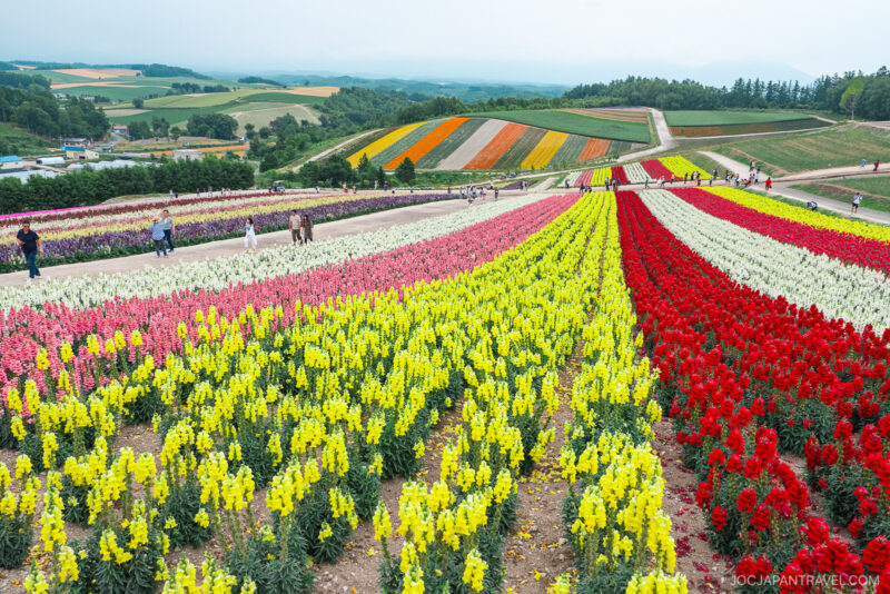 A hillside flower field at Shikisai no Oka bursts with vibrant rows of red, yellow, pink, and orange blossoms. People stroll along wide paths as scenic green hills and farmland stretch into the background under a cloudy sky.