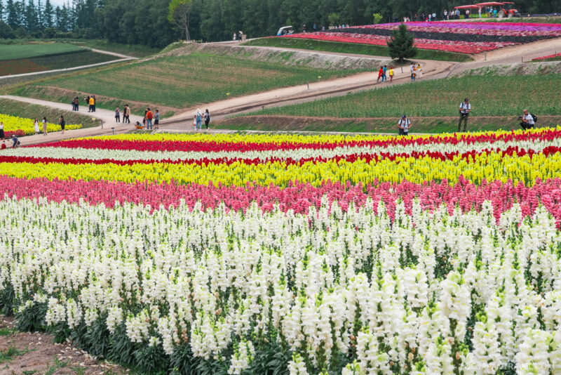 Rows of colorful flowers, including white, pink, yellow, and red, fill the sloped fields of Shikisai no Oka as people stroll along winding paths. Trees and more vibrant flower fields appear in the background under a cloudy sky.