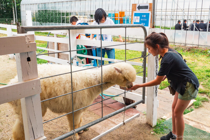 A young girl feeds a white alpaca through a metal gate at a petting zoo at Shikisai no Oka, while other children and adults are nearby. A greenhouse and a blue water sign appear in the background.