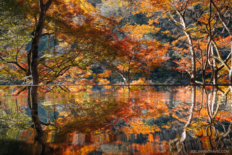 Arashiyama autumn trees with vibrant red, orange, and yellow leaves are reflected in a calm, mirror-like surface of water, creating a symmetrical, colorful scene as sunlight filters through the foliage.
