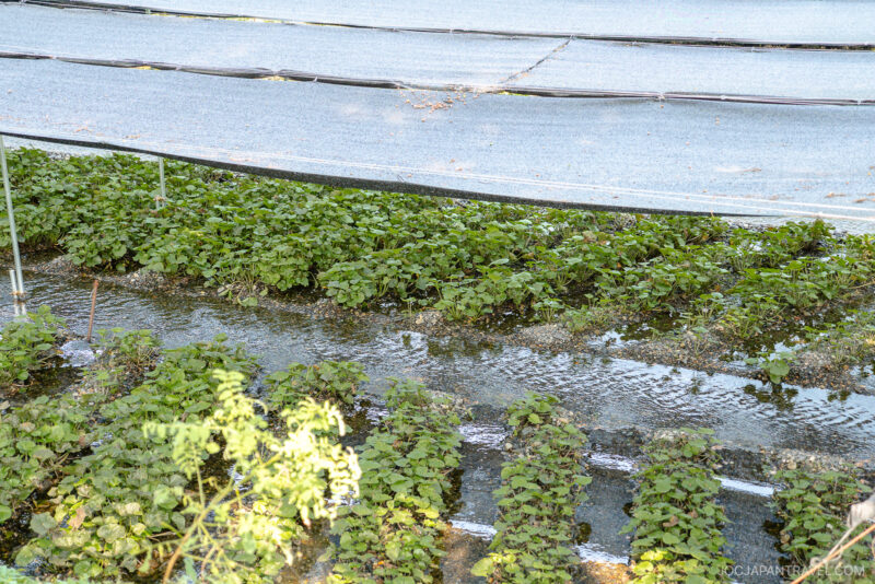 Rows of green plants grow in shallow water beneath large shade cloths at Daio Wasabi Farm, creating a covered agricultural field that emphasizes careful irrigation and sun protection.