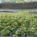 Daio Wasabi Farm (大王わさび農場) – Nagano’s Famous Wasabi Fields Rows of wasabi plants growing under a large black shade net at the Daio Wasabi Farm, with green foliage and sunlight filtering through the trees in the background.