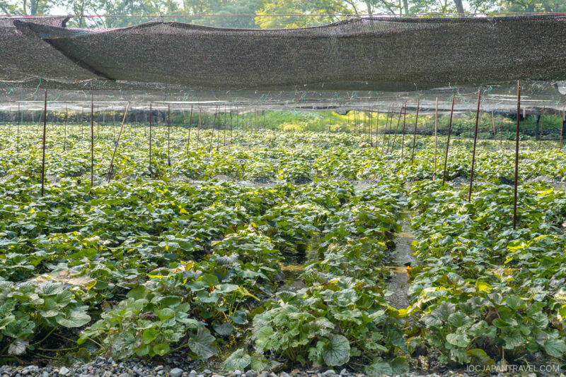 Rows of wasabi plants growing under a large black shade net at the Daio Wasabi Farm, with green foliage and sunlight filtering through the trees in the background.