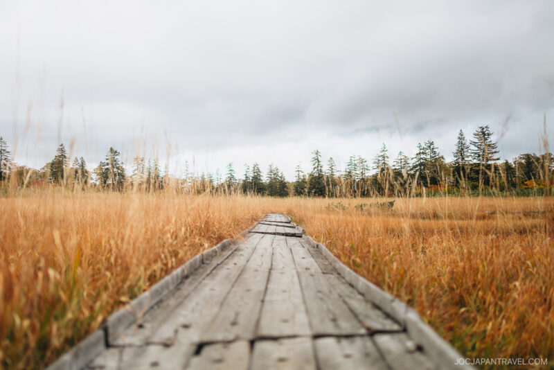 A weathered wooden boardwalk stretches through a golden grassy field under a cloudy sky, leading towards distant trees in the heart of Niseko autumn.
