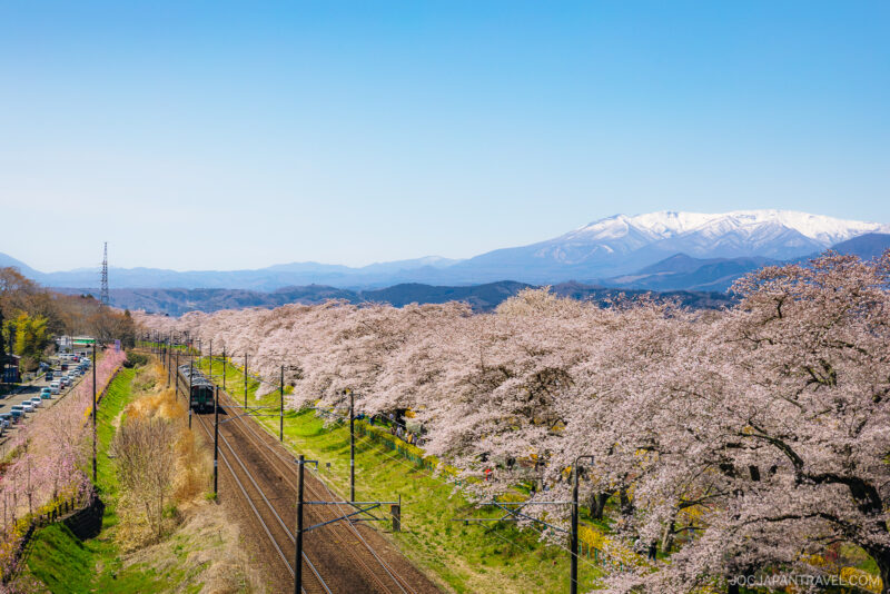 A train glides through a field of Tohoku cherry blossoms, surrounded by a breathtaking sea of pink petals.
