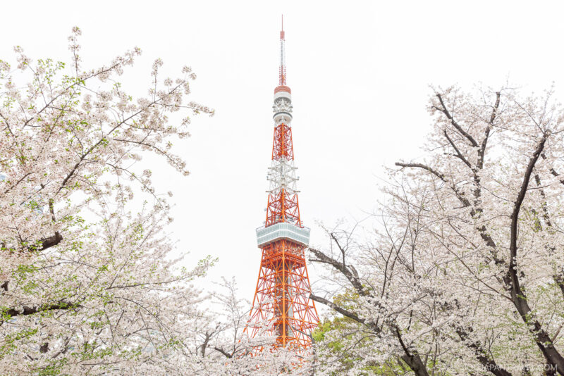 Tokyo Tower stands tall among Tokyo cherry blossoms, with pale pink flowers blooming beneath it, set against a bright, overcast sky.