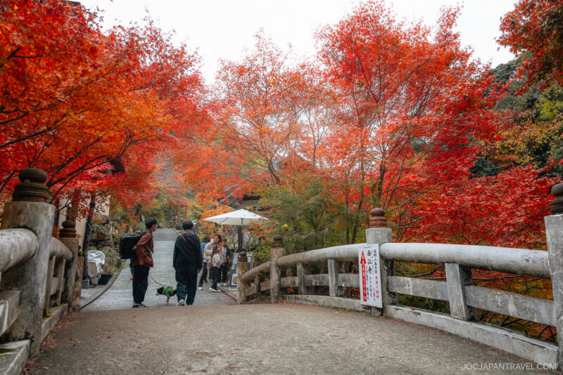 People walk across a stone bridge surrounded by vibrant red and orange Osaka autumn foliage in a Japanese garden. A sign in Japanese is posted on the bridge, and a group gathers near a white umbrella ahead.