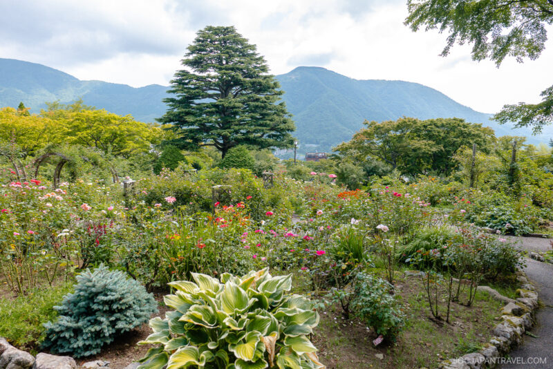 A lush garden with blooming flowers, green shrubs, and a tall tree stands in the foreground at Hakone Gora Park, with mountains and a cloudy sky visible in the background.
