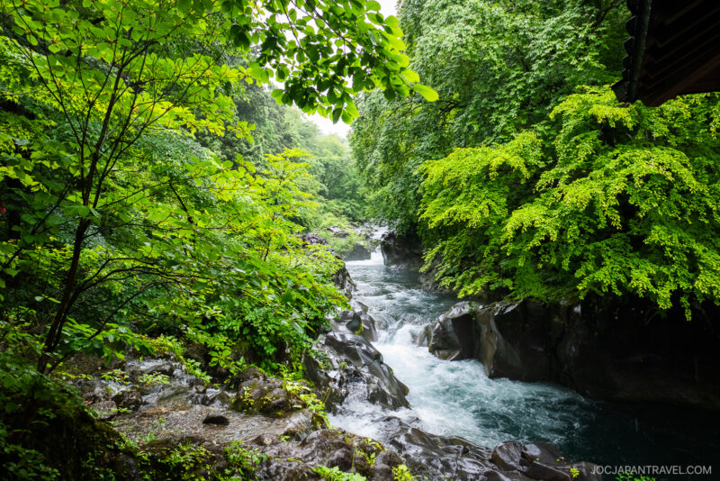 A vibrant, lush green forest surrounds the clear, fast-flowing river of Nikko Kanmangafuchi Abyss with mossy rocks and leafy trees, creating a serene and natural landscape.
