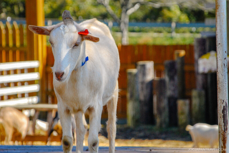 A white goat with a red tag on its left ear and a blue tag on its right ear stands on a wooden platform outdoors at Makaino Farm Resort Shizuoka, with a brown fence and blurred farm background behind it.