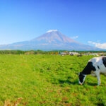 Makaino Farm Resort (まかいの牧場) – A Family-Friendly Mt. Fuji Day Trip A black and white cow grazes in a green field under a clear blue sky at Makaino Farm Resort Shizuoka, with Mount Fuji in the background, its peak partially covered with snow.