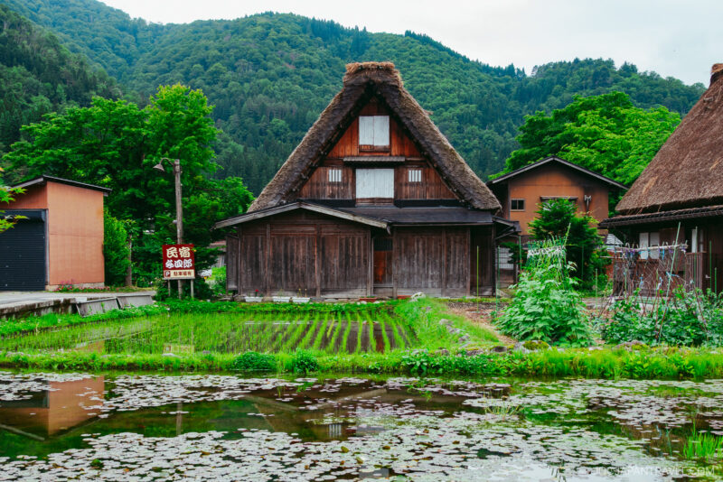 A traditional wooden house with a steep thatched roof stands behind a small pond and rice field in Shirakawa-go, surrounded by lush greenery and forested hills on a cloudy day.