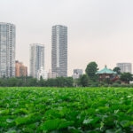 A lush green lotus pond in the foreground at Ueno Park, with tall modern skyscrapers and a traditional Japanese temple in the background under a cloudy sky.