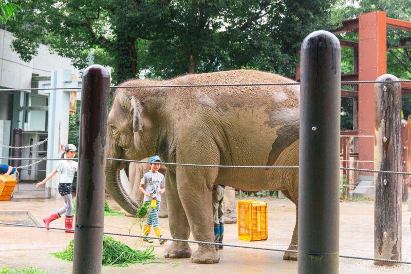 An elephant stands in an outdoor enclosure at Ueno Zoo, eating grass while two young children wearing hats and casual clothes walk nearby. Trees and metal fencing are visible in the background.