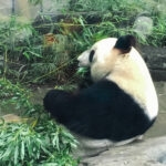 A giant panda sits on the ground at Ueno Zoo, facing away, and eats bamboo surrounded by green stalks and leaves in a naturalistic enclosure.