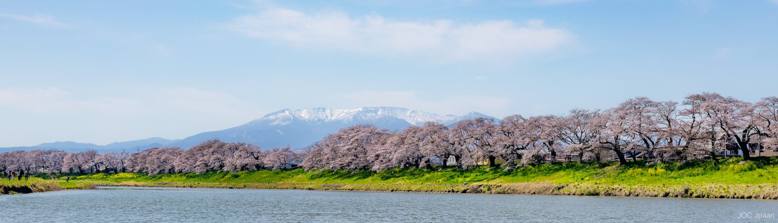 A row of cherry blossom trees in full bloom lines a riverside, with lush green grass beneath them and snow-capped mountains in the background under a blue sky.